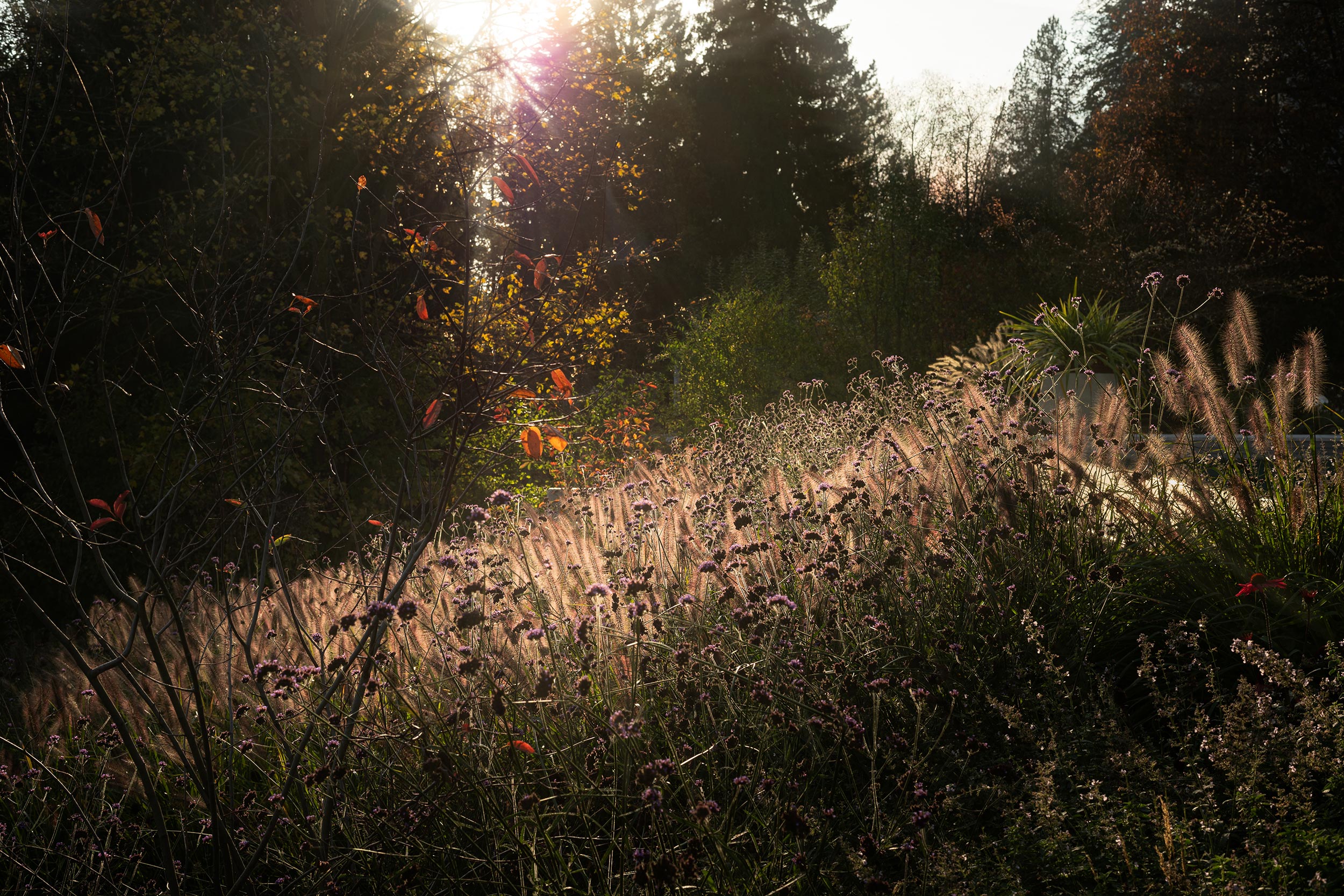 067_13_Blumenwiese-Gegenlicht