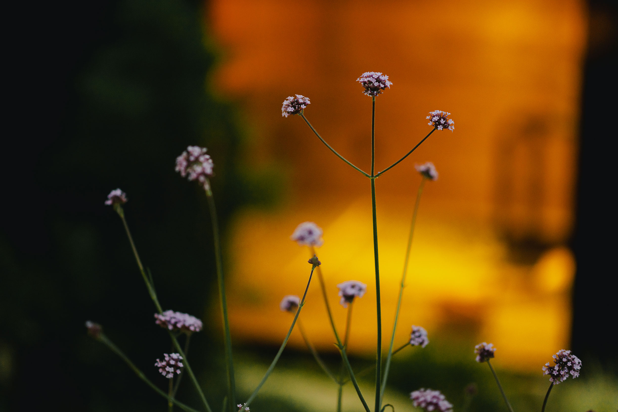 069_16_Blüten-vor-Sauna-bel